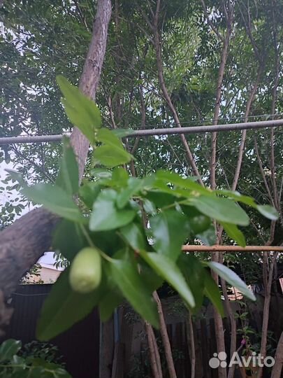 Саженцы унаби