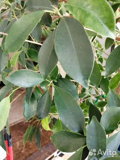 Фикус Нитида