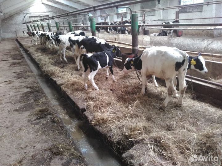 Быки мясной породы