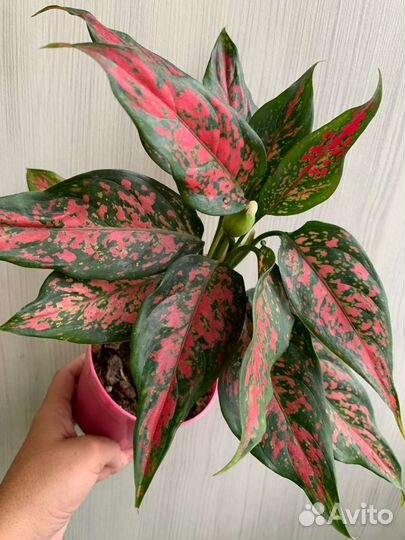 Аглаонемы сортовые