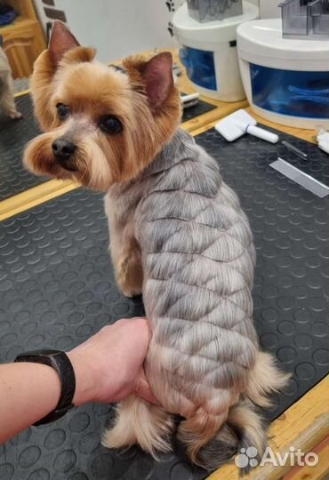 Стрижка собак и кошек