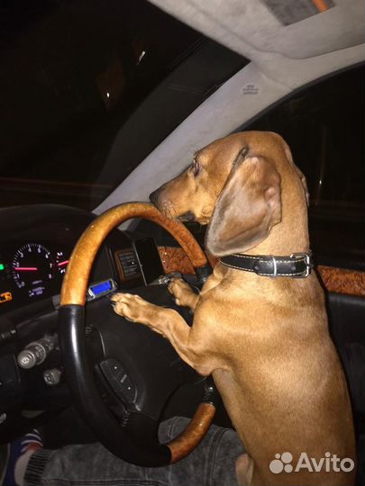 Вязка таксы