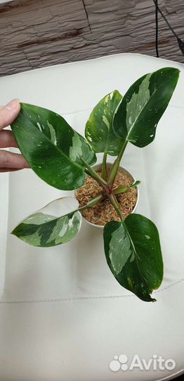 Филодендрон, карамель марбл, розовая принц