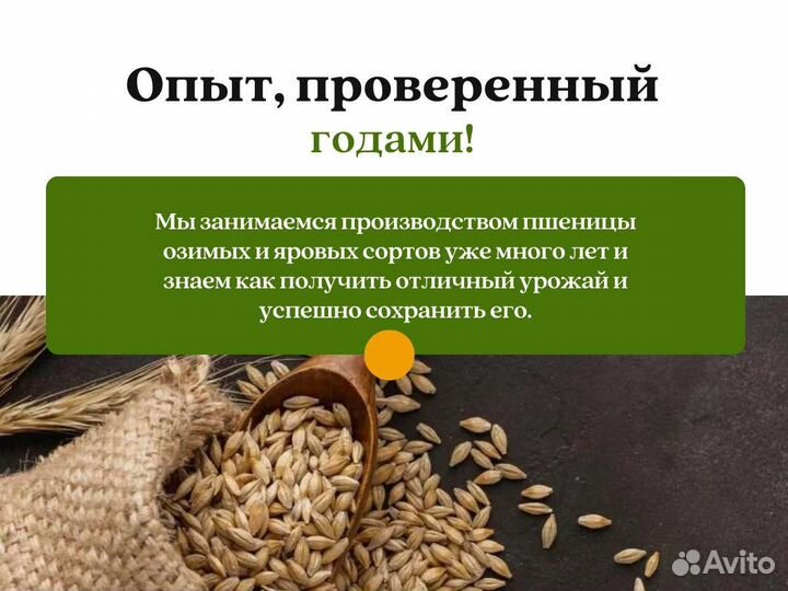 Пшеница Зерно (кг)