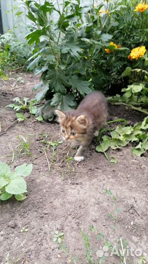 Котенок в добрые руки
