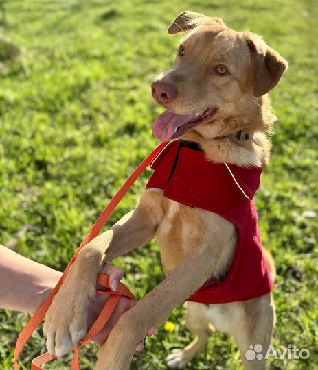 Нужен очень дом