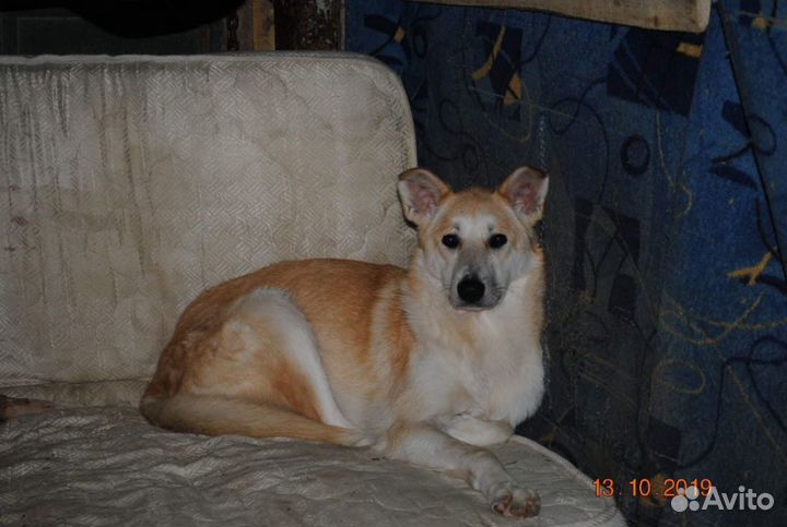 Дина ищет дом