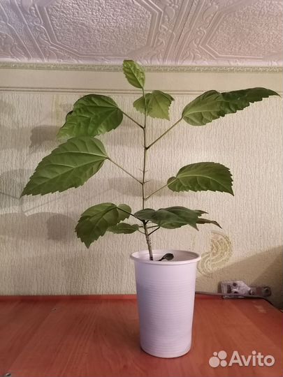Гибискус махровый красный