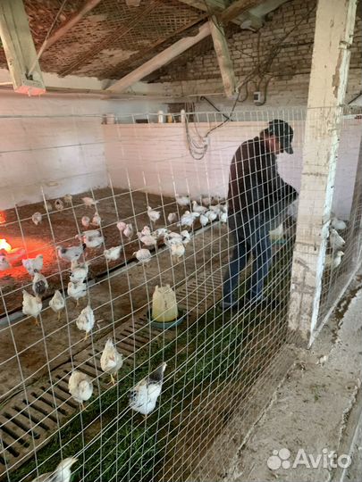 Продажа молодых петушков и курочек Адлерская сереб