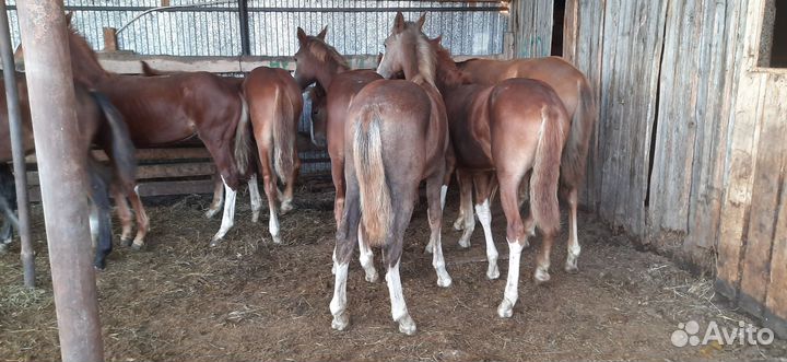 Жеребята полу-тяжи 2023года