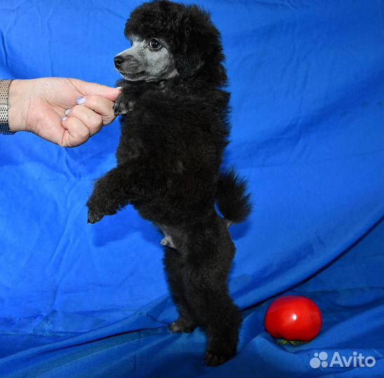 Миниатюрный пудель щенки