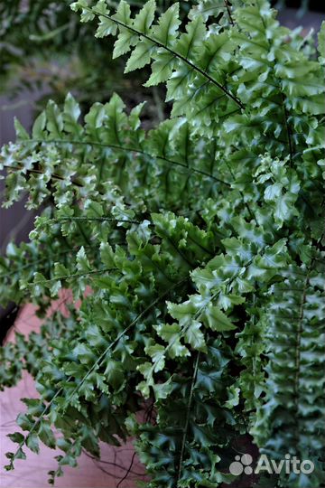 Нефролепис Дассада