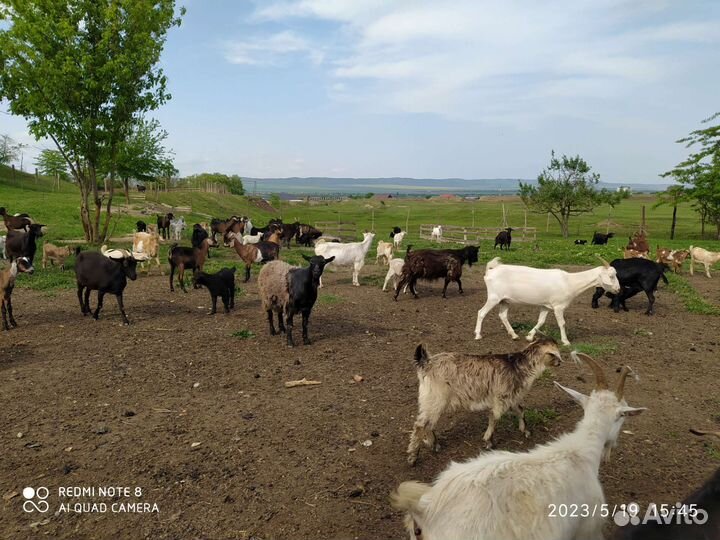 Козы и козлята