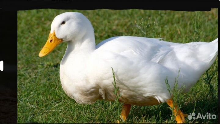 Утята суточные