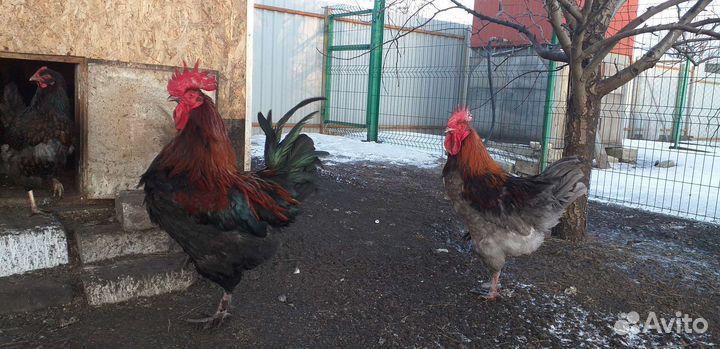 Инк яйцо амераукана,маран,загорская