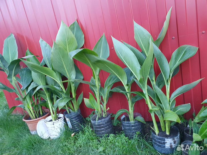 Каллы и Канны, доставка в центре