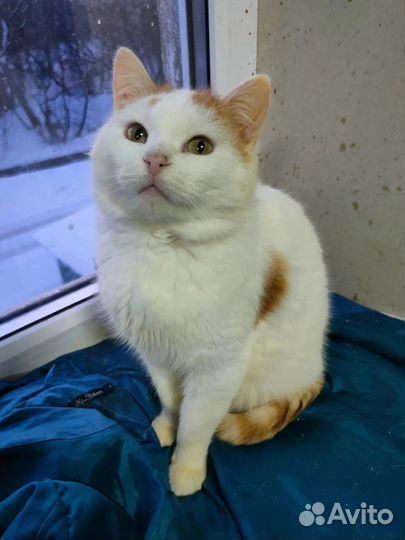 Нежный котик Лунтик