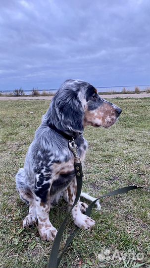 Собака (щенок) для фотосессии