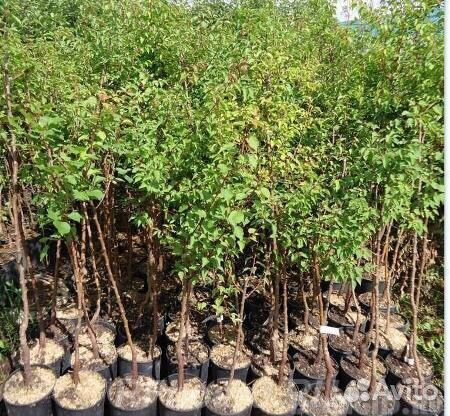 Саженцы плодовые