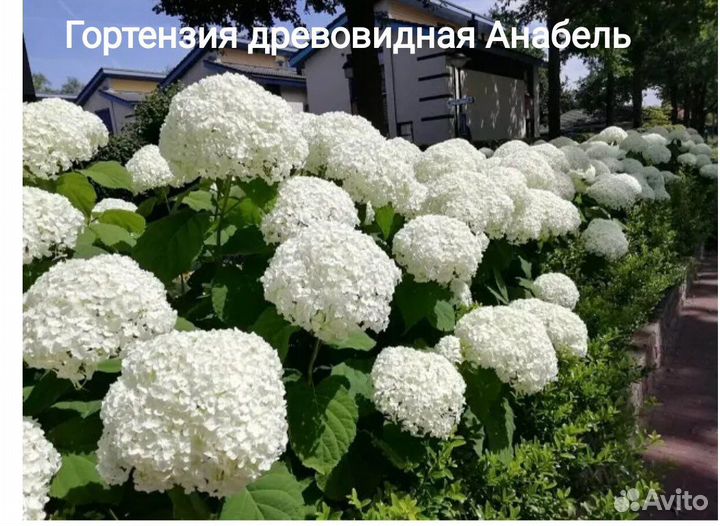 Многолетники