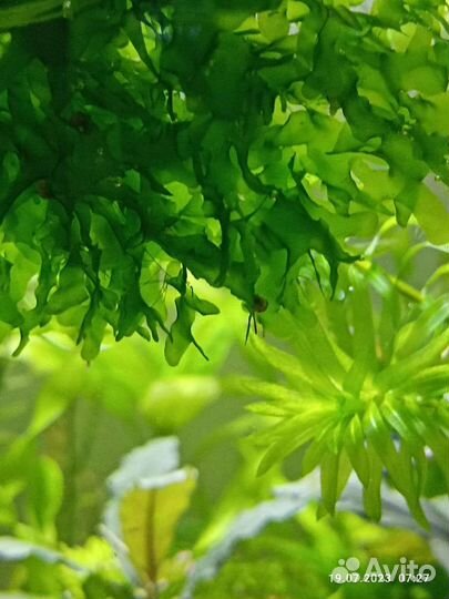 Аквариумные растения