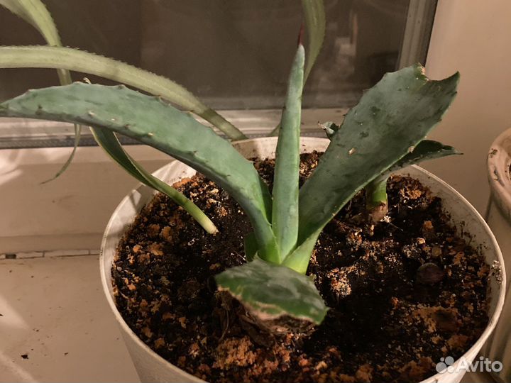 Агава голубая и американская