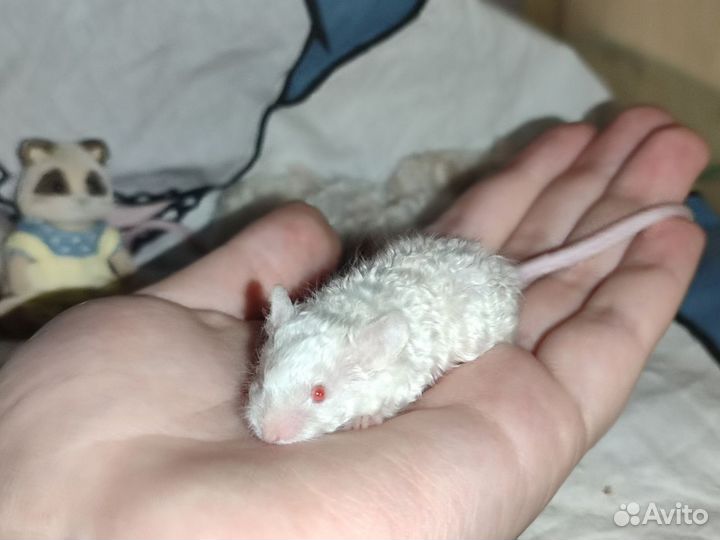 Мышки сатиновые рекс