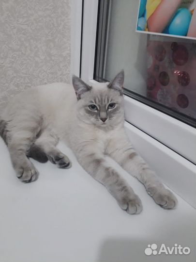 Кошка британка блю поинт чистокровная