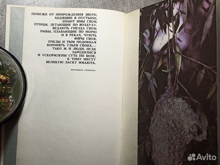 По страницам Красной книги. Минск, 1987.359с., ил