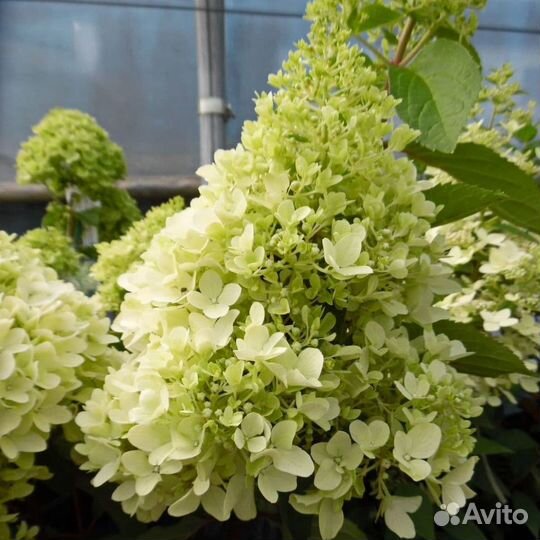 Мини метельчатые гортензии Литл Фреско, Литтл Альф