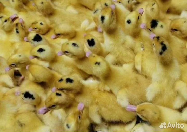 Утята бройлерные ск6 и Мулард