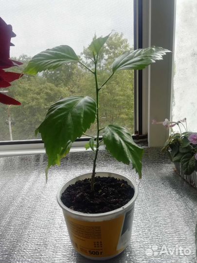 Гибискус китайская роза