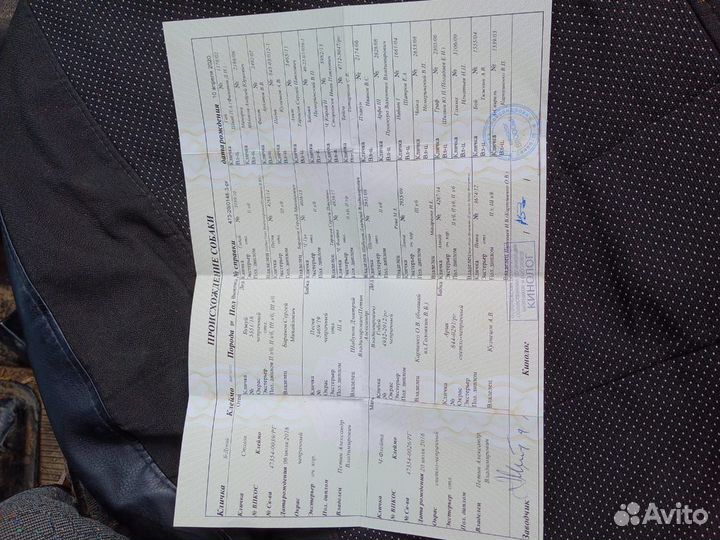 Продам щенков русской гончей