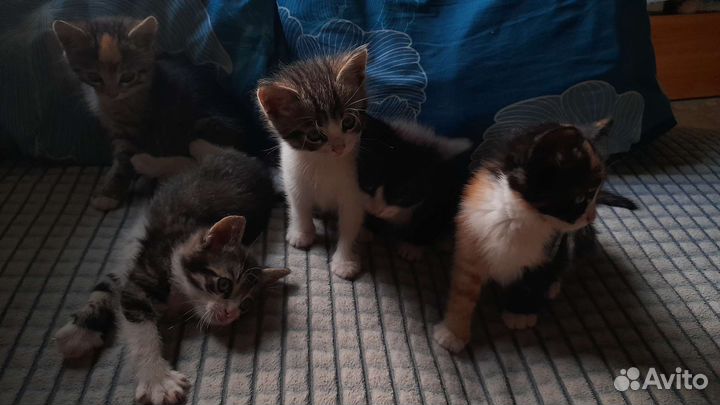 Котята в добрые руки