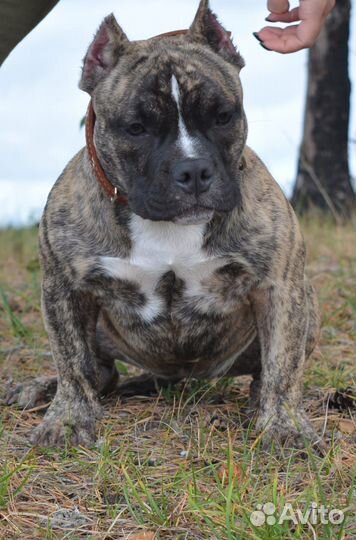 Американский булли микро