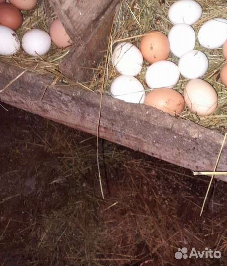 Домашние куриные яйца