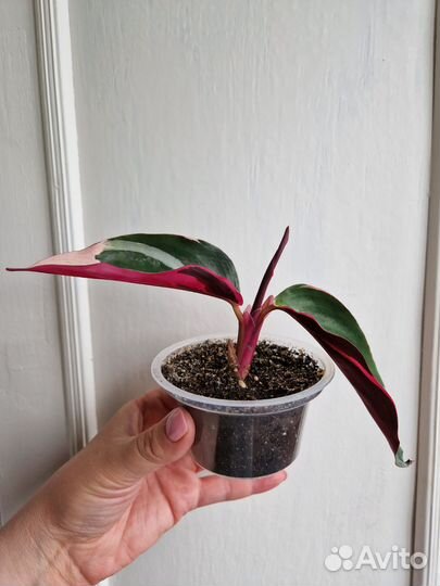 Монстера. Строманта