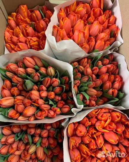 Тюльпаны к 8 марта