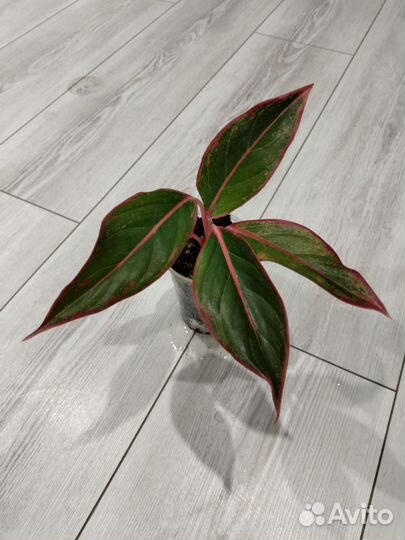 Аглаонема Крит