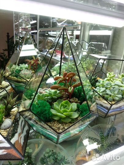 Флорариум, живые растения, мини-сады, подарок