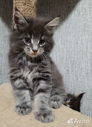 Котята мейн-кун