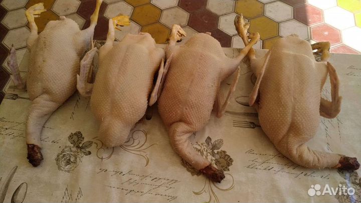 Утка домашняя мясо