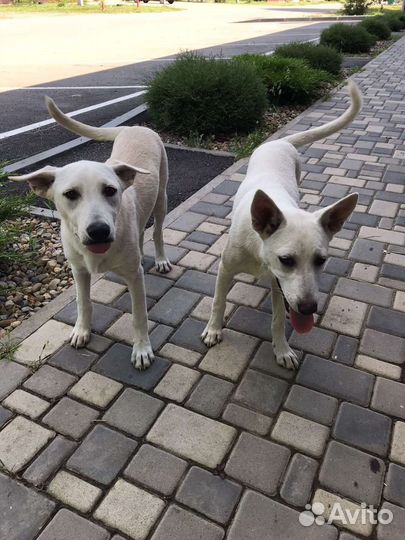 Собаку отдам