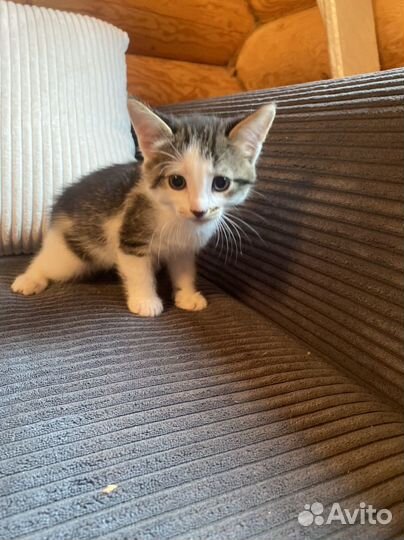 Котенка в добрые руки