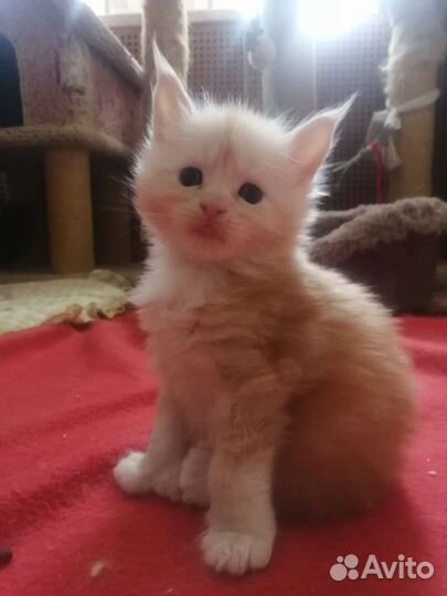 Котята мейн-кун полидакт