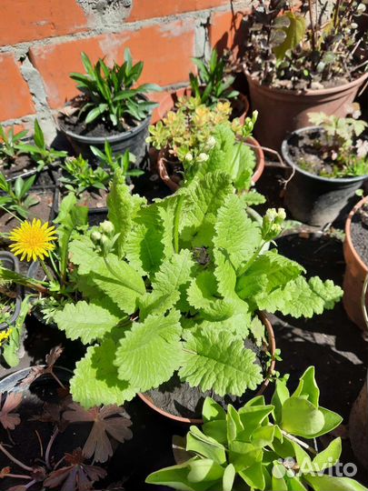 Многолетние цветы (бадан,физостегия,ромашка Фиона)