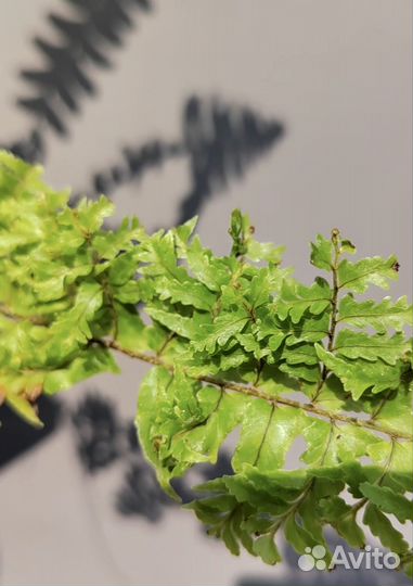 Нефролепис Бостон курчавый
