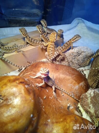 Бородатая агама малыши