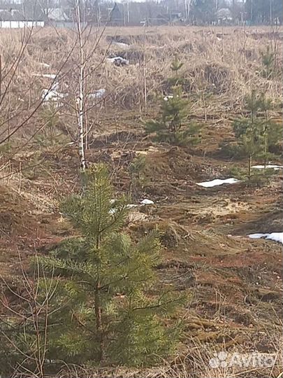 Сосна, березки, с Доставкой