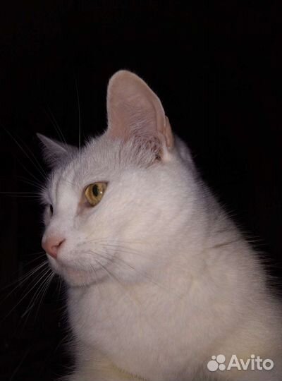 Кот 12 лет. Аллергия